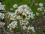 Frhling_Bodensee__26.JPG