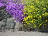 Frhling_Bodensee__28.JPG