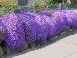 Frhling_Bodensee__29.JPG