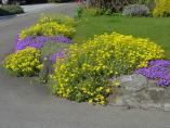 Frhling_Bodensee__31.JPG