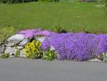 Frhling_Bodensee__36.JPG