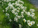 Frhling_Bodensee__37.JPG