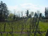 Frhling_Bodensee__42.JPG
