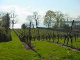Frhling_Bodensee__44.JPG