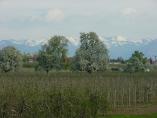 Frhling_Bodensee__46.JPG