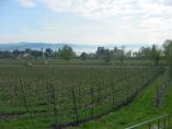 Frhling_Bodensee__47.JPG