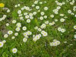 Frhling_Bodensee__52.JPG