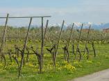 Frhling_Bodensee__53.JPG