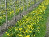 Frhling_Bodensee__54.JPG