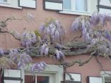 Frhling_Bodensee__56.JPG