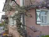 Frhling_Bodensee__57.JPG