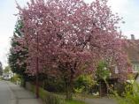 Frhling_Bodensee__59.JPG