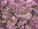 Frhling_Bodensee__60.JPG