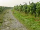 Sommer_Bodensee__13.jpg
