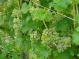 Sommer_Bodensee__15.jpg