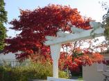 Herbst_Bodensee__11.JPG