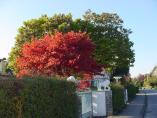 Herbst_Bodensee__12.JPG