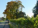 Herbst_Bodensee__13.JPG