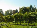 Herbst_Bodensee__15.JPG