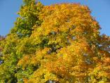 Herbst_Bodensee__17.JPG