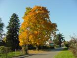 Herbst_Bodensee__18.JPG