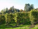 Herbst_Bodensee__19.JPG