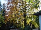 Herbst_Bodensee__21.JPG