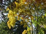 Herbst_Bodensee__22.JPG