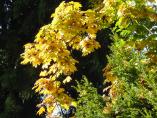 Herbst_Bodensee__23.JPG