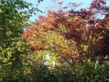 Herbst_Bodensee__24.JPG