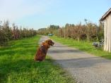Herbst_Bodensee__28.JPG