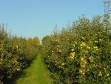 Herbst_Bodensee__29.JPG