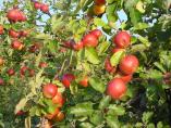 Herbst_Bodensee__30.JPG