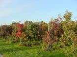 Herbst_Bodensee__31.JPG