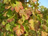 Herbst_Bodensee__32.JPG