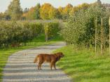 Herbst_Bodensee__33.JPG