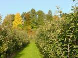 Herbst_Bodensee__34.JPG