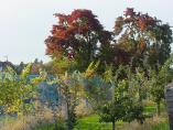 Herbst_Bodensee__35.JPG