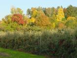 Herbst_Bodensee__37.JPG
