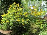 Garten_Tierarzt__10.JPG