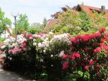 Garten_Tierarzt__13.JPG