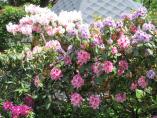 Garten_Tierarzt__23.JPG