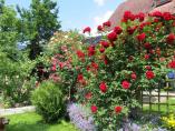 Garten_Tierarzt__30.JPG