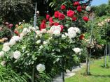 Garten_Tierarzt__35.JPG