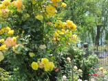 Garten_Tierarzt__37.JPG