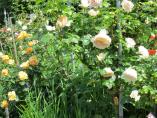 Garten_Tierarzt__38.JPG