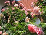 Garten_Tierarzt__43.JPG