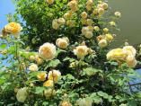 Garten_Tierarzt__48.JPG