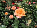 Garten_Tierarzt__49.JPG