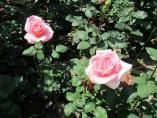 Garten_Tierarzt__50.JPG